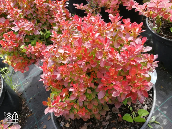Berberis thunbergii   'Lutin Rouge'